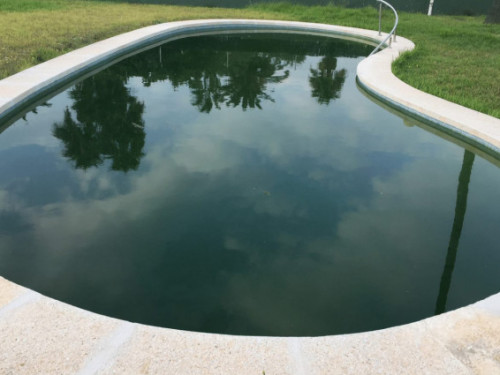Algae What Every Pool Owner Needs to Know