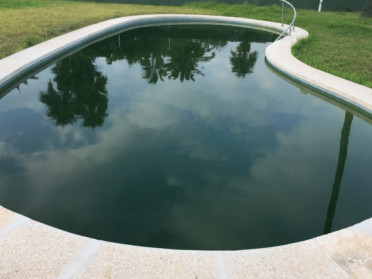 Ce que les propriétaires de piscines doivent savoir sur les algues