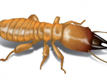 termite