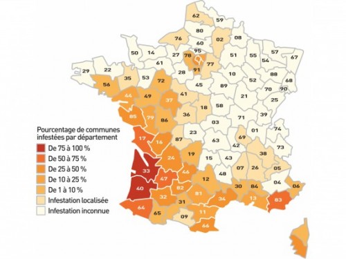 Anti termites 1_FR